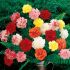 Garoafa - Dianthus Caryophyllus