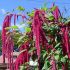 Amaranthus