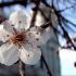 Floarea nationala a Chinei