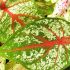 Plante decorative. Caladium.