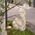 Lunaria