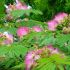 Mimosa (arbore de matase)