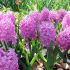 Zambila - Hyacinthus orientalis