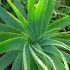 Prin ce este speciala aloe vera?