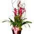 Plantele tropicale, mai pretentioase ?