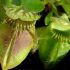 Cephalotus follicularis