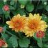 Chrysanthemum