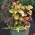 Coleus este la moda