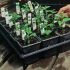 Inmultirea plantelor prin seminte