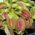 Dionaea
