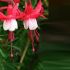 Cercelus - Fuchsia