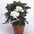 Gardenia jasminoides
