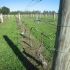 Cultivarea vitei de vie