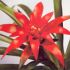 Guzmania