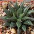 Cactusi si plante suculente. Haworthia.