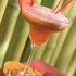 Hemingway Daiquiri