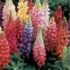 Lupin