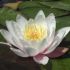 Nymphaea (Nufarul)