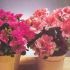  Pelargonium Domesticum
