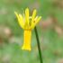 Narcissus cyclamenus