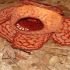 Rafflesia arnoldii, cea mai mare floare