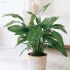 Feng Shui si plantele de interior