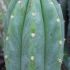 Echinopsis pachanoi