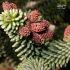 Abies sp.