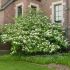 Viburnum