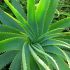 Aloe Vera, o planta miraculoasa