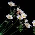 Anemonele japoneze, flori de septembrie pe placul tuturor 