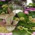Aranjamente decorative cu plante mici