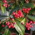 Ardisia - decor exotic si iarna si vara