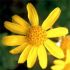 Arnica