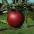 Braeburn