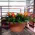 Amplasati cu atentie plantele de interior