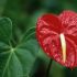 Boli si daunatori la anthurium - conditii, bacterii, ciuperci