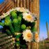 Cactusii - maestrii adaptarii