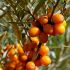 Fructele de catina - POLIVITAMINE