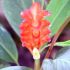 Curcuma - un model de eleganta tropicala
