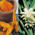 Detoxifierea ficatului cu ajutorul plantelor