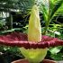 Amorphophallus titanum are cea mai mare inflorescenta din lume
