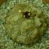 Dioscorea elephantipes - planta broasca testoasa