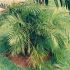 Dypsis lutescens