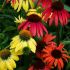 Echinacea