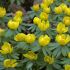 Flori de februarie. Eranthis hyemalis 