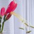 Flori de apartament - Eucrosia bicolor 