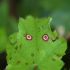 Alegerea corecta a plantelor sanatoase