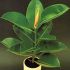 Ficus