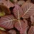 Fitonia - planta mozaic
